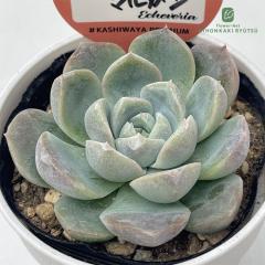 A kswGPxA zCg}K Xc GPxA 6cm|bg