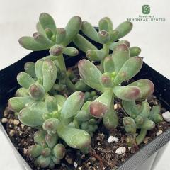 �����A�� se�Z�_�� ���r�[�e�B���g �����A�� �Z�_�� 7.5cm�|�b�g