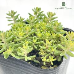 �����A�� se�Z�_�� �A���u�� �X�v�����h�� �����A�� �Z�_�� 9cm�|�b�g