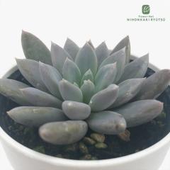 �����A�� hm�p�L�x���A �f�r���t�B���K�[ �����A�� �p�L�x���A 6cm�|�b�g