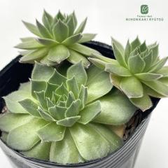 �����A�� sf�Z���y���r�E�� �Z�~�m�[�� 7.5cm�|�b�g �Z���y���r�u��