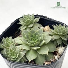 �����A�� sf�Z���y���r�E�� �G���h���h 7.5cm�|�b�g �Z���y���r�u��