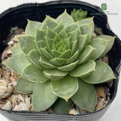 �����A�� sf�Z���y���r�E�� ���r�[���C�� 7.5cm�|�b�g �Z���y���r�u��