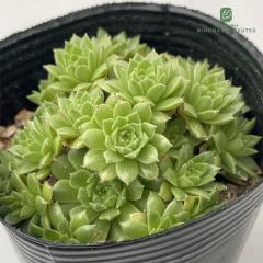 �����A�� sf�Z���y���r�E�� �s�L�j�[�Y 7.5cm�|�b�g �Z���y���r�u��