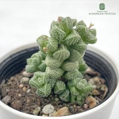 �����A�� hm�N���b�X�� �G���K���X �����A�� �N���b�X�� 6cm�|�b�g