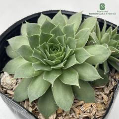 �����A�� sf�Z���y���r�E�� �C���U���[�h 7.5cm�|�b�g �Z���y���r�u��