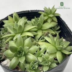 �����A�� sf�Z���y���r�E�� �W���r�o���o �q���^ �X�������E�J�Y 7.5cm�|�b�g �Z���y���r�u��