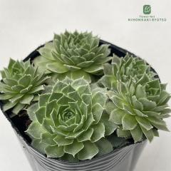 �����A�� sf�Z���y���r�E�� �O���i�b�g 7.5cm�|�b�g �Z���y���r�u��