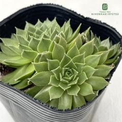 �����A�� sf�Z���y���r�E�� �G�����B�X 7.5cm�|�b�g �Z���y���r�u��
