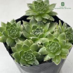 �����A�� sf�Z���y���r�E�� �w�X�^�[ 7.5cm�|�b�g �Z���y���r�u��