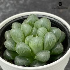�����A�� hm�n�I���`�A �I�u�c�[�T �g�D�����J�[�^ �����A�� �n�I���`�A 6cm�|�b�g
