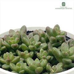 �����A�� hm�Z�_�� �z���C�g�X�g�[���N���b�v �����A�� �Z�_�� 6cm�|�b�g