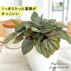 �ϗt�A�� cot �y�y���~�A �y�b�p�[�~�� 3.5���� �ϗt�A�� ���^ ������ ���� ���蕨 �v���[���g �C���e���A �������