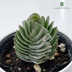 �����A�� hm�N���b�X�� �L���i�b�L�[ �����A�� �N���b�X�� 6cm�|�b�g