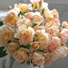 �\��̔� �o�� �c �o�� �V�c �͖{�o���� ���j���G �i��o�^�o�蒆 �l�G�炫 �K�N �΂� �������� �� �A�v���R�b�g�C�G���[ has 4�����{��