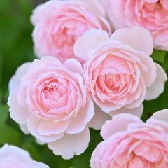 �\��̔� �o�� �c �o�� �V�c �f���o�[�� �x���h�D�v�����@���X �i��o�^�o�蒆 �l�G�炫 �K�N �΂� �������� �s���N has 4�����{�ȍ~����