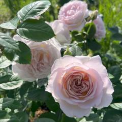 �\��̔� �o�� �c �o�� �V�c �͖{�o���� �^�t�^ �i��o�^�o�蒆 �l�G�炫 �K�N �΂� �������� �s���N �x�[�W�� has 5�����{�ȍ~����
