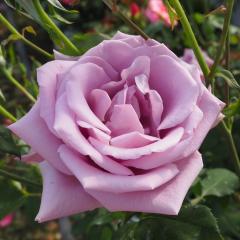 �\��̔� �o�� �c �o�� �V�c ��� �u���[�i�C�� �l�G�炫 �K�N �΂� �� tros 4�����{�ȍ~����