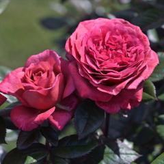 �\��̔� �o�� �c �o�� �V�c �f���o�[�� ���B�E�[���[�Y �i��o�^�o�蒆 �l�G�炫 �K�N �΂� �������� �Ԏ� has 5�����{�ȍ~����