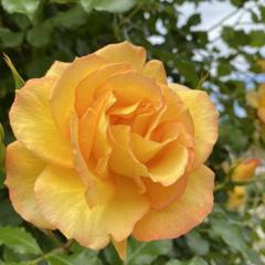 �\��̔� �o�� �c �o�� �V�c ��o�� �T�n��98 �K�N �΂� ���F tros 4�����{�ȍ~����