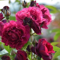 �\��̔� �o�� �c �o�� �V�c ���T �I���G���e�B�X �I�f���b�Z�C�A �o�^�i�� �l�G�炫 �K�N �΂� �������� �Ԏ� has 4�����{�ȍ~����