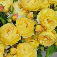 �\��̔� �o�� �c �o�� �V�c �f���o�[�� �V���g�[�h�D�V���x���j�[ �i��o�^�o�蒆 �l�G�炫 �K�N �΂� �������� ���F has 5�����{�ȍ~��