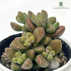 �����A�� hm�N���b�X�� �R�����i �����A�� �N���b�X�� 6cm�|�b�g