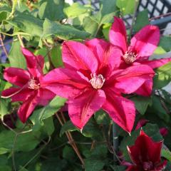 �N���}�`�X �c �Î_���ς��G�� �t�����_�n ��������̃N���}�`�X 2�N���c 10.5cm�|�b�g ochi