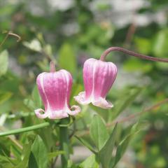 �N���}�`�X �c ���� �e�L�Z���V�X�E���B�I���i�n ��������̃N���}�`�X 2�N���c 10.5cm�|�b�g �������� ochi