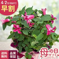 �_ ���� �^ ��̓� �v���[���g �N���}�`�X �v�����Z�X�_�C�A�i 5���� �������� ��̓��M�t�g �� ���A�� ���{�ԃL����