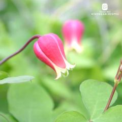 �N���}�`�X �c �e�L�Z���V�X �`�F���[���b�v ���B�I���i�n �l�G�炫 ���{����̃N���}�`�X 3���|�b�g �������� sugi