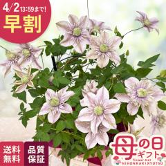 �_ ���� �^ ��̓� �v���[���g �N���}�`�X ���ʂ̗d�� 5���� �������� ��̓��M�t�g �� ���A�� ���{�ԃL����