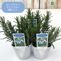 ���[�Y�}���[ �c �}�����u���[ 3�Z�b�g 9cm�|�b�g ������ ���� �h���� �c�� �Ԗ� �n�[�u�c Herb