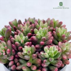 多肉植物 seセダム ペレスデラロサエ ピンクエッジ 多肉植物 セダム