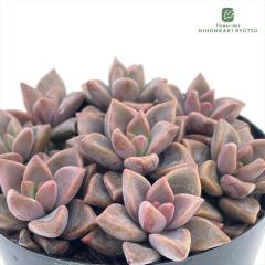 �����A�� se�O���v�g�y�^���� �u�����Y�P �M�؉�����̕c 7.5cm�|�b�g