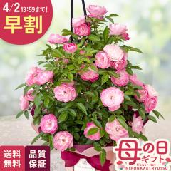 �_ ���� �^ ��̓� �v���[���g �o�� �s�[�`�z���[ �^���[ 6���� �������� ��̓��M�t�g �� ���A�� ��o�� ���{�ԃL����