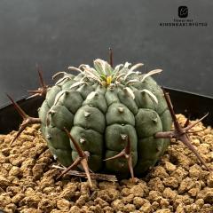 �����A�� ca���[�t�H���r�A �Q���� 7.5cm�|�b�g �������� �����A�� ���[�t�H���r�A �R�[�f�b�N�X
