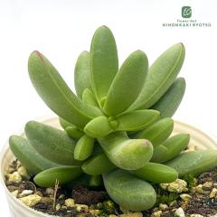 �����A�� sb�N���b�X�� ���h���b�v �����A�� �N���b�X�� 7.5cm�|�b�g