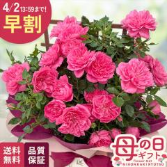 �_ ���� �^ ��̓� �v���[���g �~�j�o�� �X�C�[�g���r�[ �g�����X 5���� �������� ��̓��M�t�g �� ���A�� �o�� ���{�ԃL����