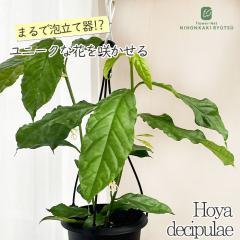 �\��̔� �ϗt�A�� �z�� �f�V�v���G 4�� �݂蔫 �݂艺�� �n���M���O �������� �ϗt�A�� ���� ���蕨 �v���[���g �C���e���A ������� gr