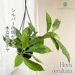 �\��̔� �ϗt�A�� �z�� �I�N���[�^ 4�� �݂蔫 �݂艺�� �n���M���O �������� �ϗt�A�� ���� ���蕨 �v���[���g �C���e���A ������� gr