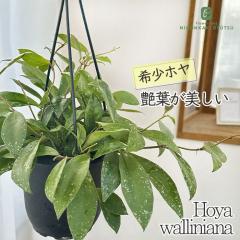 �\��̔� �ϗt�A�� �z�� ���C���j�A 4�� �݂蔫 �݂艺�� �n���M���O �������� �ϗt�A�� ���� ���蕨 �v���[���g �C���e���A ������� gr