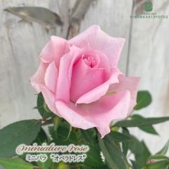 �\��̔� �~�j�o�� �I�y���h���X 3.5���|�b�g �l�G�炫 �o�� �K�N �o���c �c �s���N smb 3����{�ȍ~����