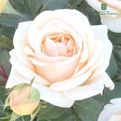 �\��̔� �o�� �c �o�� �V�c ���㉀�| �����˂��� �_��i�� �l�G�炫 �K�N �΂� �������� �I�����W khs 4�����{�ȍ~����