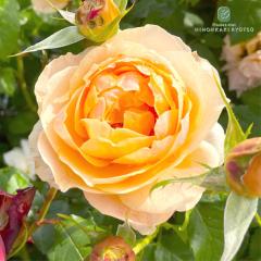 �\��̔� �o�� �c �o�� �V�c ���㉀�| �X�C�[�g�V�t�H�� �l�G�炫 �K�N �΂� �������� �I�����W khs 4�����{�ȍ~����