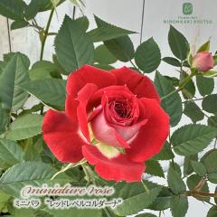 �\��̔� �~�j�o�� ���b�h���x���R���_�[�i 3.5���|�b�g �l�G�炫 �o�� �K�N �o���c �c �� smb 3����{�ȍ~����