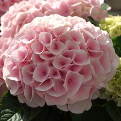 �\��̔� �A�W�T�C �R�b�g���L�����f�B 10.5cm�|�b�g �n�C�h�����W�A �c �ԕc �c�� �������� ���z�� okd 3�����{�ȍ~����