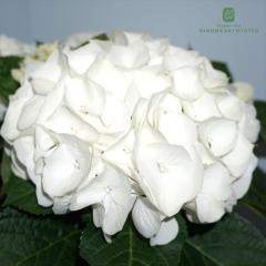 �A�W�T�C �V���K�[���C�� 10.5cm�|�b�g �n�C�h�����W�A �c �ԕc �c�� �������� ���z�� okd