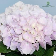 �A�W�T�C �V���N�T�t�@�C�A 10.5cm�|�b�g �n�C�h�����W�A �c �ԕc �c�� �������� ���z�� okd