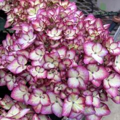 �\��̔� �A�W�T�C �Ԗ͗l �s���N 10.5cm�|�b�g �n�i�����E ���� KAMO�Z���N�V���� �n�C�h�����W�A �c �ԕc �c�� �������� ���z�� okd 3